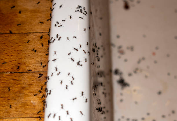 Best Residential Pest Control  in Parma, OH