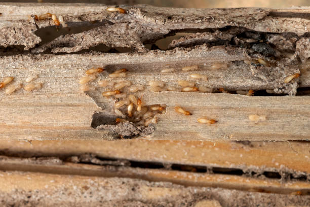 Best Affordable Pest Control Services  in Parma, OH